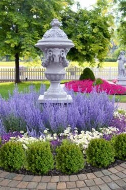 Blue Jean Baby Russian Sage (Perovskia) - 1 Gallon Pot -Wilson Bros Gardens perovskia atriplicifolia denim n lace russian sage 14