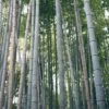 Henon Giant Gray Bamboo - Phyllostachys Nigra 'Henon' - 3 Gallon Pot (4-6')