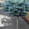 Dwarf Globe Blue Spruce Topiary Tree (Picea Pungens 'Globosa') - 5 Gallon Pot