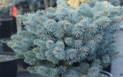 Dwarf Globe Blue Spruce Topiary Tree (Picea Pungens 'Globosa') - 5 Gallon Pot -Wilson Bros Gardens picea pungens globosa dwarf globe blue spruce 2