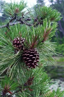 Pitch Pine Tree (Pinus Rigida) - 3 Gallon Pot -Wilson Bros Gardens pinus rigida pitch pine 5