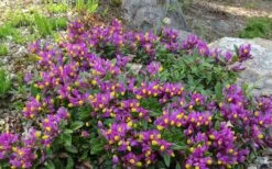 Rhodoptera Chapparal Pea (Polygala Chamaebuxus) - 1 Gallon Pot 12 Rhodoptera Chapparal Pea (Polygala Chamaebuxus) - 1 Gallon Pot -Wilson Bros Gardens polygaloides chamaebuxus rhodoptera shrubby milkwort 7