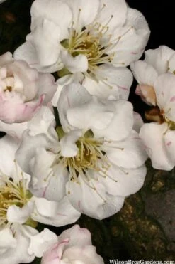 Fragrant Snow Japanese Flowering Apricot (Prunus Mume) - 2 Gallon Pot -Wilson Bros Gardens prunus mume fragrant snow japanese flowering apricot 2