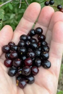 Wild Black Cherry Tree - 3 Gallon Pot