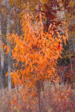 Wild Black Cherry Tree - 3 Gallon Pot -Wilson Bros Gardens prunus serotina wild black cherry tree 9 1