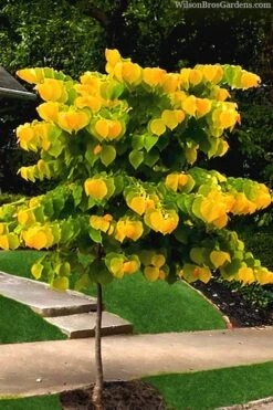 The Rising Sun Redbud Tree - 7 Gallon Pot (3-4') -Wilson Bros Gardens redbud rising sun 52