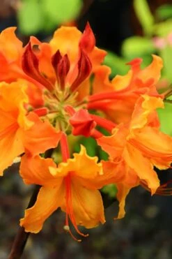 Andrew J. Boike Alabama Flame Native Azalea Azalea - 3 Gallon Pot -Wilson Bros Gardens rhododendron austrinum andrew j boike native azalea 5