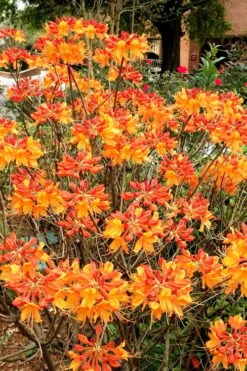 Florida Flame Native Azalea (Rhododendron Austrinum) - 3 Gallon Pot