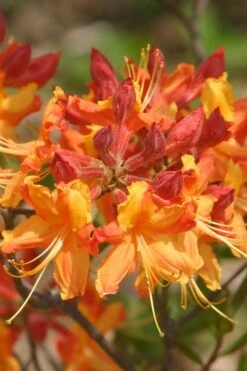 Florida Flame Native Azalea (Rhododendron Austrinum) - 3 Gallon Pot -Wilson Bros Gardens rhododendron austrinum florida flame native azalea 5