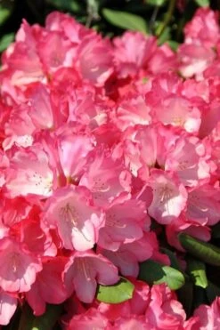 Fantastica Rhododendron - 5 Gallon Pot 14 Fantastica Rhododendron - 5 Gallon Pot -Wilson Bros Gardens rhododendron fantastica 1