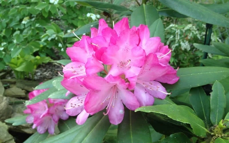 Southgate 'Radiance' Rhododendron - 3 Gallon Pot 5 Southgate 'Radiance' Rhododendron - 3 Gallon Pot - Image 5
