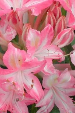 Ribbon Candy Swamp Azalea (Rhododendron Viscosum) - 2 Gallon Pot -Wilson Bros Gardens rhododendron viscosum ribbon candy swamp azalea 1
