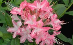 Ribbon Candy Swamp Azalea (Rhododendron Viscosum) - 2 Gallon Pot -Wilson Bros Gardens rhododendron viscosum ribbon candy swamp azalea 3