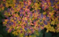 Ribbon Candy Swamp Azalea (Rhododendron Viscosum) - 2 Gallon Pot -Wilson Bros Gardens rhododendron viscosum swamp azalea 3