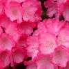 Fantastica Rhododendron - 5 Gallon Pot