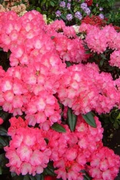 Fantastica Rhododendron - 5 Gallon Pot 12 Fantastica Rhododendron - 5 Gallon Pot -Wilson Bros Gardens rhododendron yakushimanum fantastica 7
