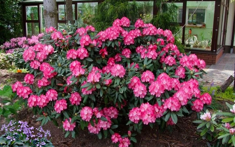 Fantastica Rhododendron - 5 Gallon Pot 4 Fantastica Rhododendron - 5 Gallon Pot - Image 4