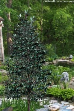 Scarlet Bells' Hong Kong Rose (Rhodoleia Henryi) - 3 Gallon Pot -Wilson Bros Gardens rhodoleia henryi scarlet bells hong kong rose 20