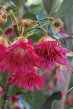 Scarlet Bells' Hong Kong Rose (Rhodoleia Henryi) - 3 Gallon Pot -Wilson Bros Gardens rhodoleia henryi scarlet bells hong kong rose 3