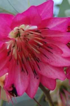 Scarlet Bells' Hong Kong Rose (Rhodoleia Henryi) - 3 Gallon Pot -Wilson Bros Gardens rhodoleia henryi scarlet bells hong kong rose 5