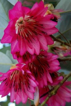 Scarlet Bells' Hong Kong Rose (Rhodoleia Henryi) - 3 Gallon Pot -Wilson Bros Gardens rhodoleia henryi scarlet bells hong kong rose 7