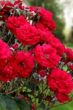 Oh My! Floribunda Tree Rose - 7 Gallon Pot -Wilson Bros Gardens rosa oh my floribunda rose 2
