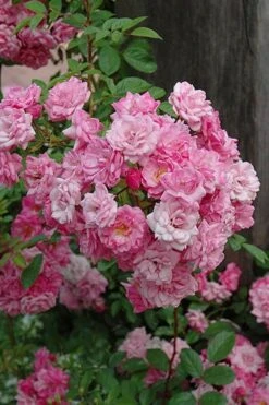 Peggy Martin Climbing Rose - 7 Gallon Pot -Wilson Bros Gardens rosa peggy martin climbing rose 1 1