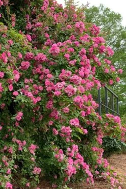 Peggy Martin Climbing Rose - 3 Gallon Pot -Wilson Bros Gardens rosa peggy martin climbing rose 2
