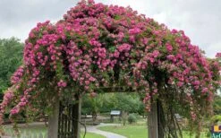 Peggy Martin Climbing Rose - 7 Gallon Pot -Wilson Bros Gardens rosa peggy martin climbing rose 7 1