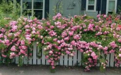 Peggy Martin Climbing Rose - 3 Gallon Pot -Wilson Bros Gardens rosa peggy martin climbing rose 8