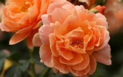 At Last Rose - 3 Gallon Pot -Wilson Bros Gardens rose at last 5