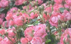 The Georgia Peach Shrub Rose - 1 Gallon Pot -Wilson Bros Gardens rose georgia peach 11