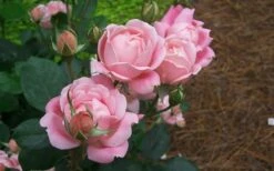 The Georgia Peach Shrub Rose - 1 Gallon Pot -Wilson Bros Gardens rose georgia peach shrub 2