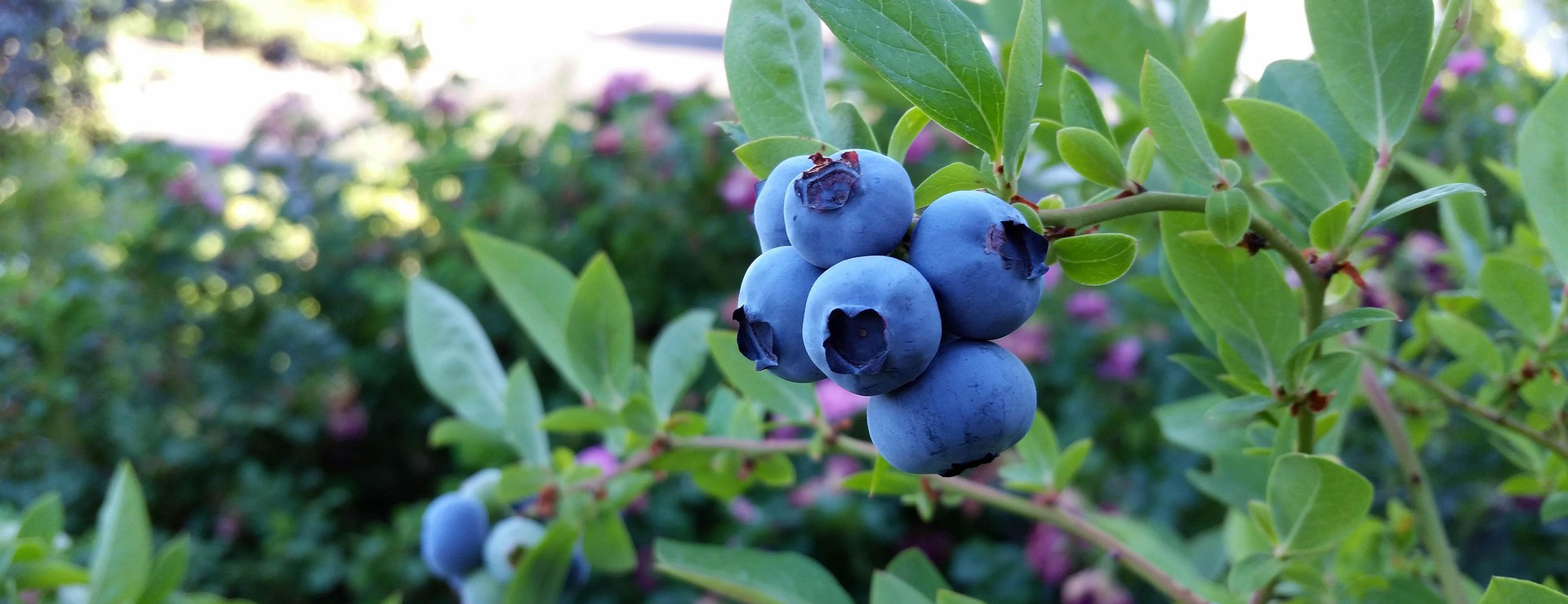 Wilson Bros Gardens -Wilson Bros Gardens rubel blueberry 2918485 1920