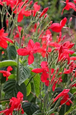 Ragin' Cajun Red Mexican Petunia (Ruellia Elegans) - 5 Pack Quart Pots -Wilson Bros Gardens ruellia elegans ragin cajun red mexican petunia 3