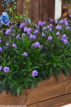 Mayan Compact Purple Mexican Petunia (Ruellia) - 5 Pack Quart Pots -Wilson Bros Gardens ruellia simplex mayan compact purple mexican petunia 4