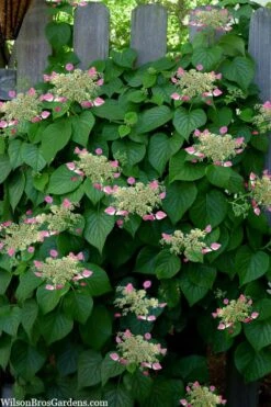 Rose Sensation Pink Climbing Hydrangea Vine - 1 Gallon Pot -Wilson Bros Gardens schizophragma hydrangeoides rose sensation climbing hydrangea 104