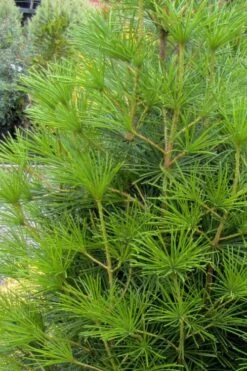 Joe Kozey Japanese Umbrella Pine (Sciadopitys) - 6 Gallon Pot -Wilson Bros Gardens sciadopitys verticillata joe kozey japanese umbrella pine 4