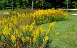 Showy Goldenrod (Solidago Speciosa) - 1 Gallon Pot -Wilson Bros Gardens solidago speciosa showy goldenrod 4