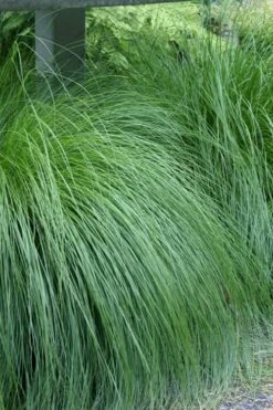Prairie Dropseed Grass (Sporobolis Heterolepis) - 6 Pack Of 1 Gallon Pots -Wilson Bros Gardens sporobolis heterolepis prairie dropseed grass 1