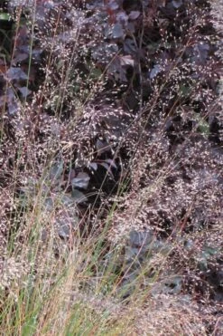 Prairie Dropseed Grass (Sporobolis Heterolepis) - 6 Pack Of 1 Gallon Pots -Wilson Bros Gardens sporobolis heterolepis prairie dropseed grass 10