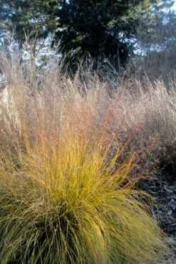 Prairie Dropseed Grass (Sporobolis Heterolepis) - 6 Pack Of 1 Gallon Pots -Wilson Bros Gardens sporobolis heterolepis prairie dropseed grass 18