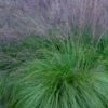 Prairie Dropseed Grass (Sporobolis Heterolepis) - 6 Pack Of 1 Gallon Pots
