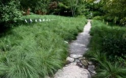 Prairie Dropseed Grass (Sporobolis Heterolepis) - 6 Pack Of 1 Gallon Pots -Wilson Bros Gardens sporobolis heterolepis prairie dropseed grass 2
