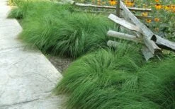 Prairie Dropseed Grass (Sporobolis Heterolepis) - 6 Pack Of 1 Gallon Pots -Wilson Bros Gardens sporobolis heterolepis prairie dropseed grass 9