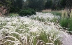 Peruvian Feather Grass (Stipa Ichu) - 1 Gallon Pot -Wilson Bros Gardens stipa ichu peruvian feather grass 4