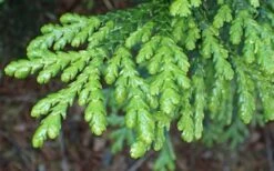 Hiba Arborvitae (Thujopsis Dolabrata) - 3 Gallon Pot -Wilson Bros Gardens thujopsis dolabrata hiba arborvitae 1