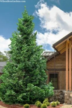 Hiba Arborvitae (Thujopsis Dolabrata) - 3 Gallon Pot