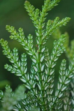 Hiba Arborvitae (Thujopsis Dolabrata) - 3 Gallon Pot -Wilson Bros Gardens thujopsis dolabrata hiba arborvitae 5