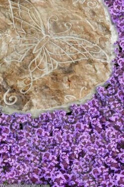 Caborn Wine & Roses Creeping Thyme - 5 Pack Of Quart Pots -Wilson Bros Gardens thymus caborn wine and roses 2